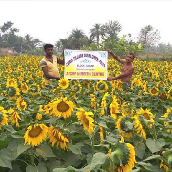 demonstration_of_zero_tillage_on_sunflower_at_farmers_field_of_sagar