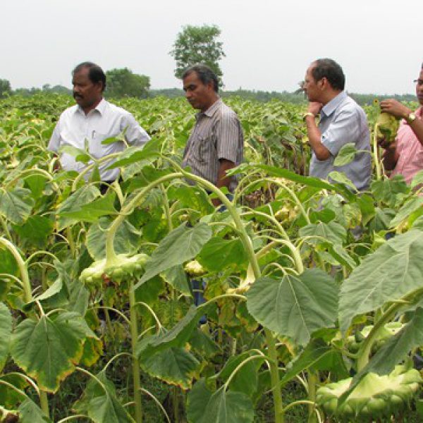 performance_of_sunflower_crop_is_seen_by_the_dignitaries_of_calcutta_university_and_line_dept._officials