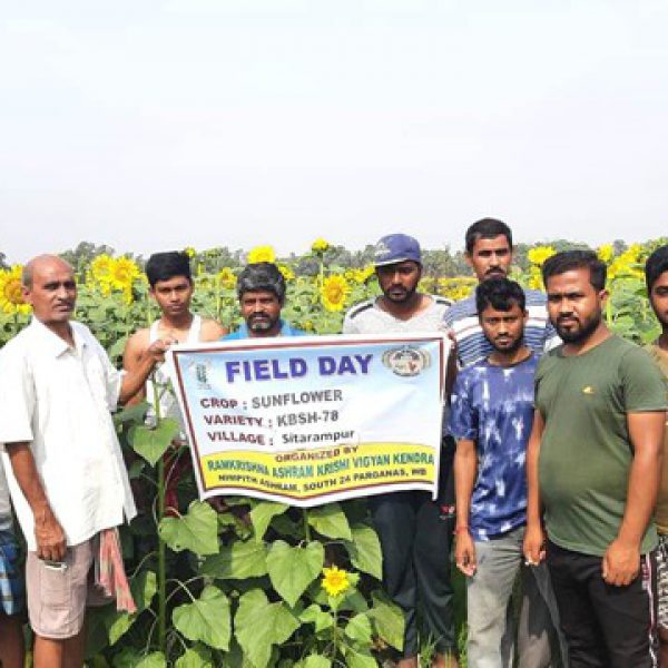 field_day_under_rakvkaicrp_on_sunflower_at_sitarampur,_kakdwip