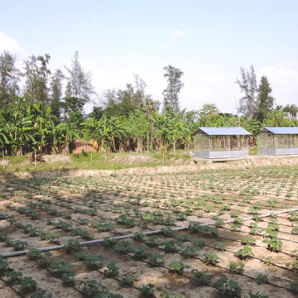 implementation_of_integrated_farming_system_project_at_kvkinstructional_farm