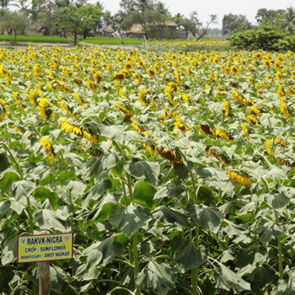 popularization_of_sunflower_crop_in_bankura_district_under_tribal_subplan_programme