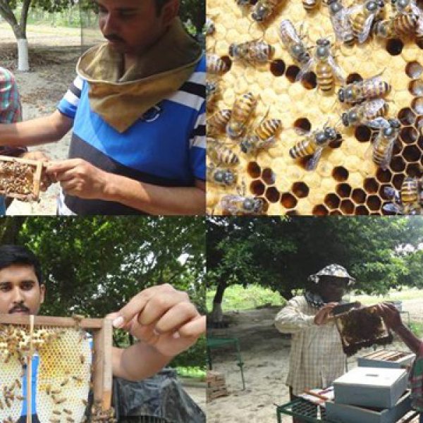 scientific_management_practices_in_bee_keeping_under_aicrp_hb__p_of_kvk